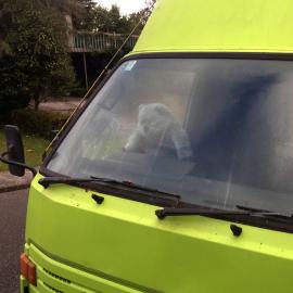 Teddy Bear in van, Pinehaven