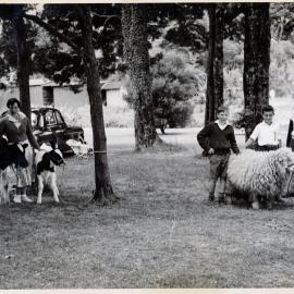 Upper Hutt School, pupils with calves and a sheep; c.1950