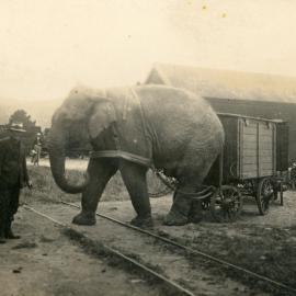 Campbell Family Photograph; Man with Elephant; ca 1920s