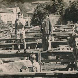 Queen Street Saleyards; cattle auction - 1948