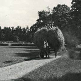 Wallaceville Animal Research Centre; Haymaking; 1936