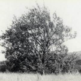 Jessie Danahay under an Oriental Plane Tree; 1983
