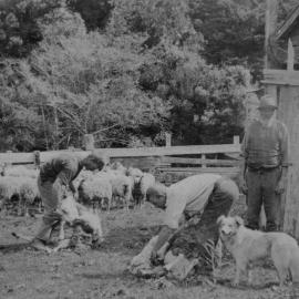 Frank and David Benge at Benge Farm; Te Marua; ca. 1900s