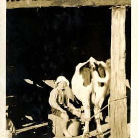 Sharman Marsh Family Photo Album; Jack Jarvie Cow Milking; ca. 1920s