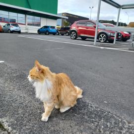 Angus the "Countdown Cat; 2023
