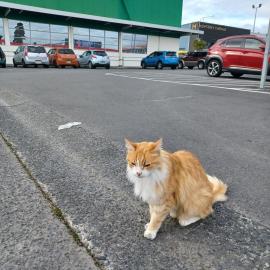 Angus the "Countdown Cat; 2023