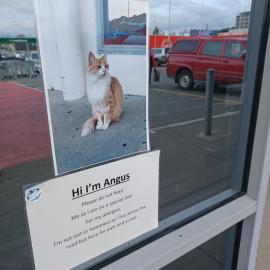 Angus the "Countdown Cat; 2023