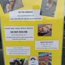 Informative Poster about Angus the "Countdown Cat"; 31 January 2024