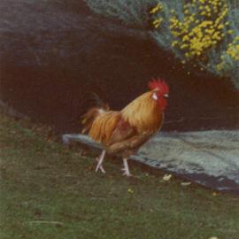 Silverstream Hospital; Rooster; 1988