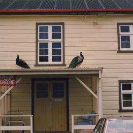 Silverstream Hospital; Peacocks; ca. 1980s