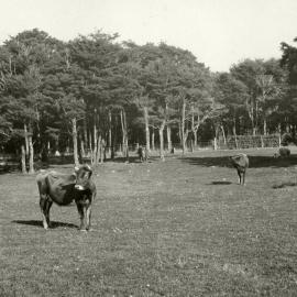 Wallaceville Animal Research Centre; Cattle; 1927-36
