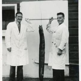 Wallaceville Animal Research Centre; Eel; 1936