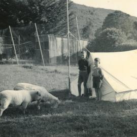 Wallaceville Animal Research Centre; Sheep; 1937