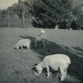 Wallaceville Animal Research Centre; Sheep; 1937