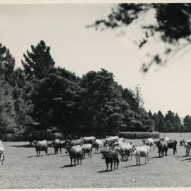 Wallaceville Animal Research Centre; Cattle; 1929-54