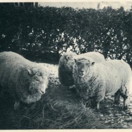 Wallaceville Animal Research Centre; Sheep; 1939