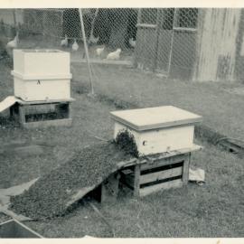 Wallaceville Animal Research Centre; Beehives; ca. 1930s