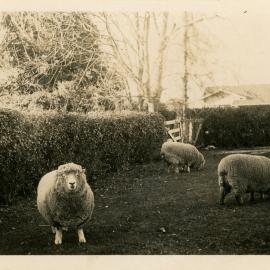 Wallaceville Animal Research Centre; Sheep; no date