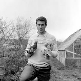 Pigeons; at Harry Kent's nursery.