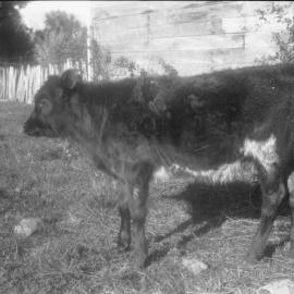 Bonnie Glen; calf in front of McCurdy's workshop shed.