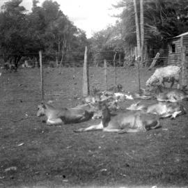 Bonnie Glen; The Hayshed and Depleted Orchard; 1935