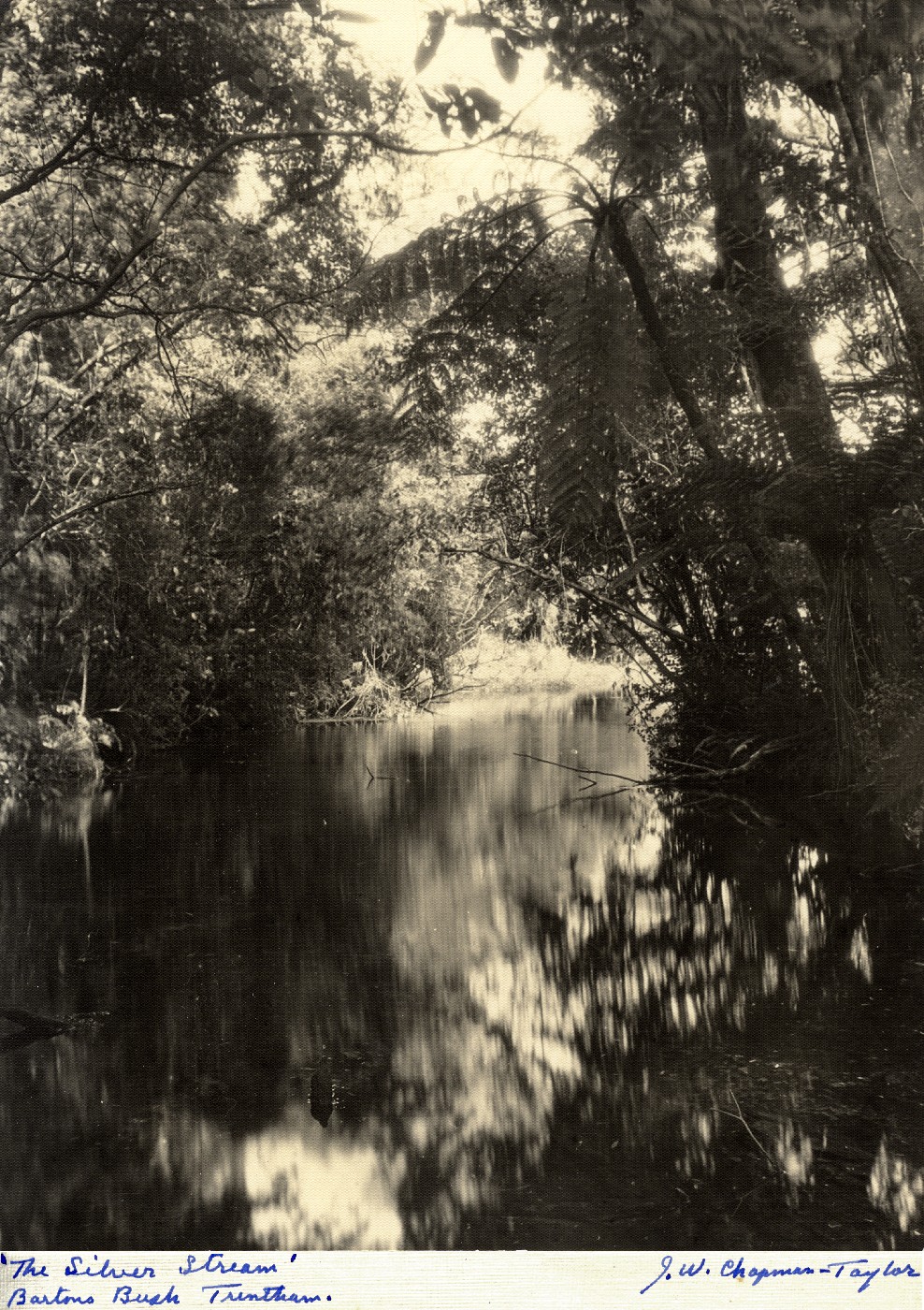 Barton's Bush, Trentham
Photographer: James Walter Chapman-Taylor