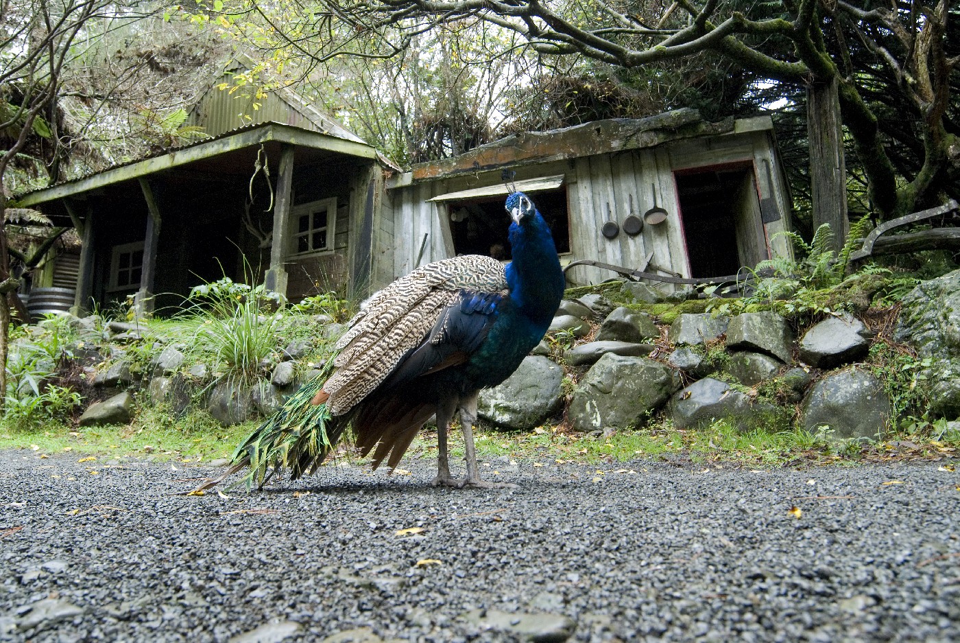 Peacock, Staglands, 2007